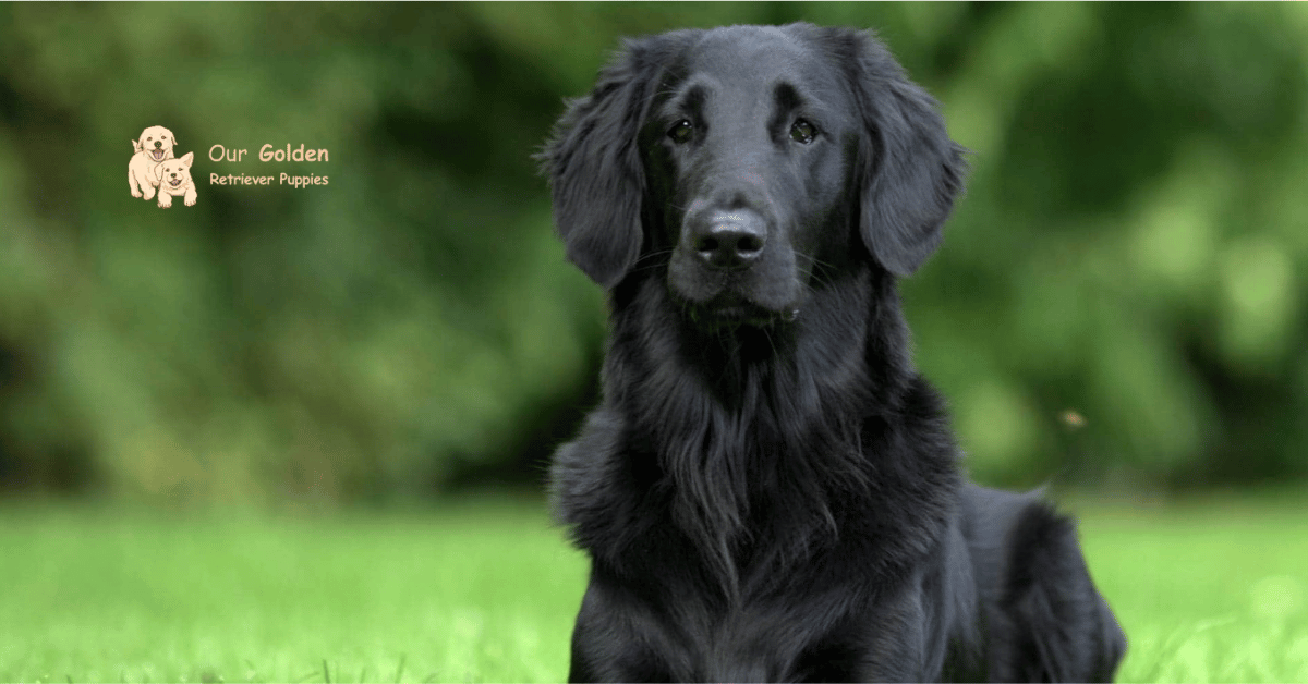 Black golden retriever 