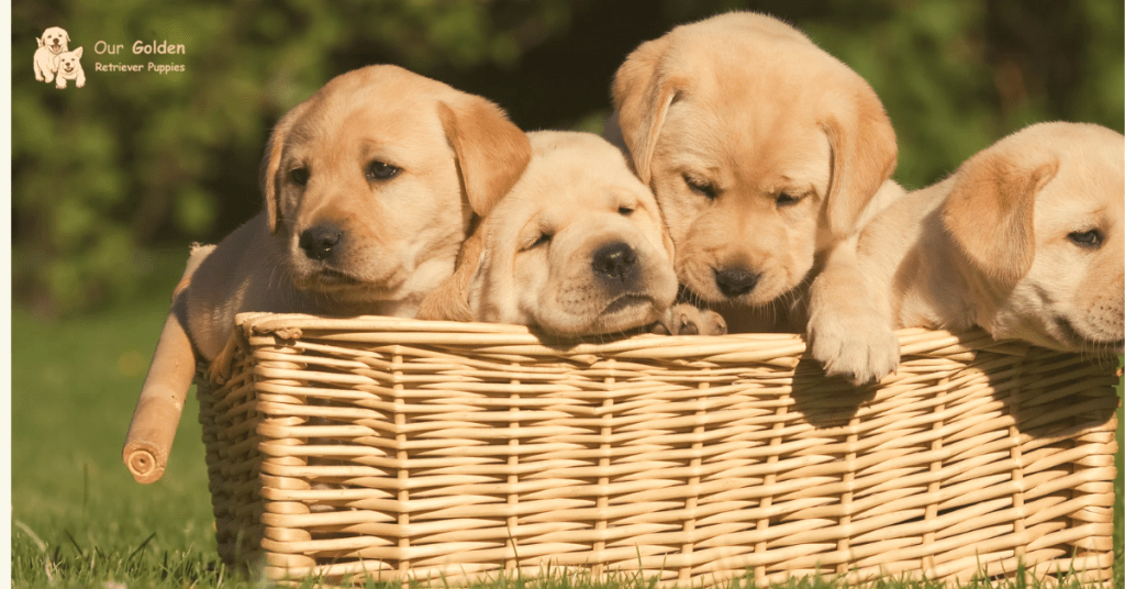 Golden Retriever puppies near me