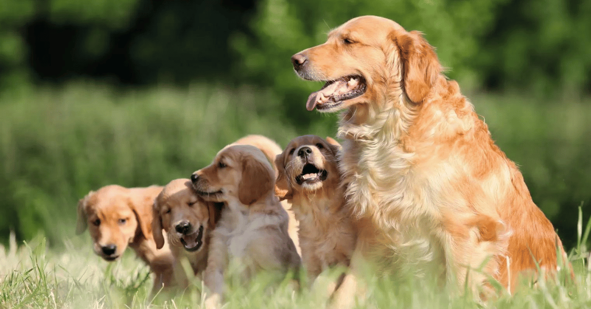 How to Keep a Golden Retriever Healthy During Summer