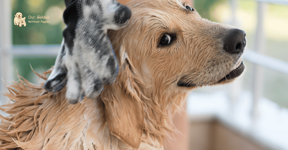 Best Shampoo for Golden Retriever