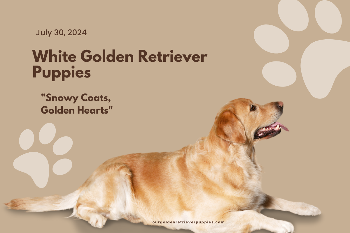 White Golden Retrievers