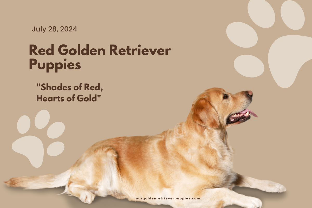 Red Golden Retriever