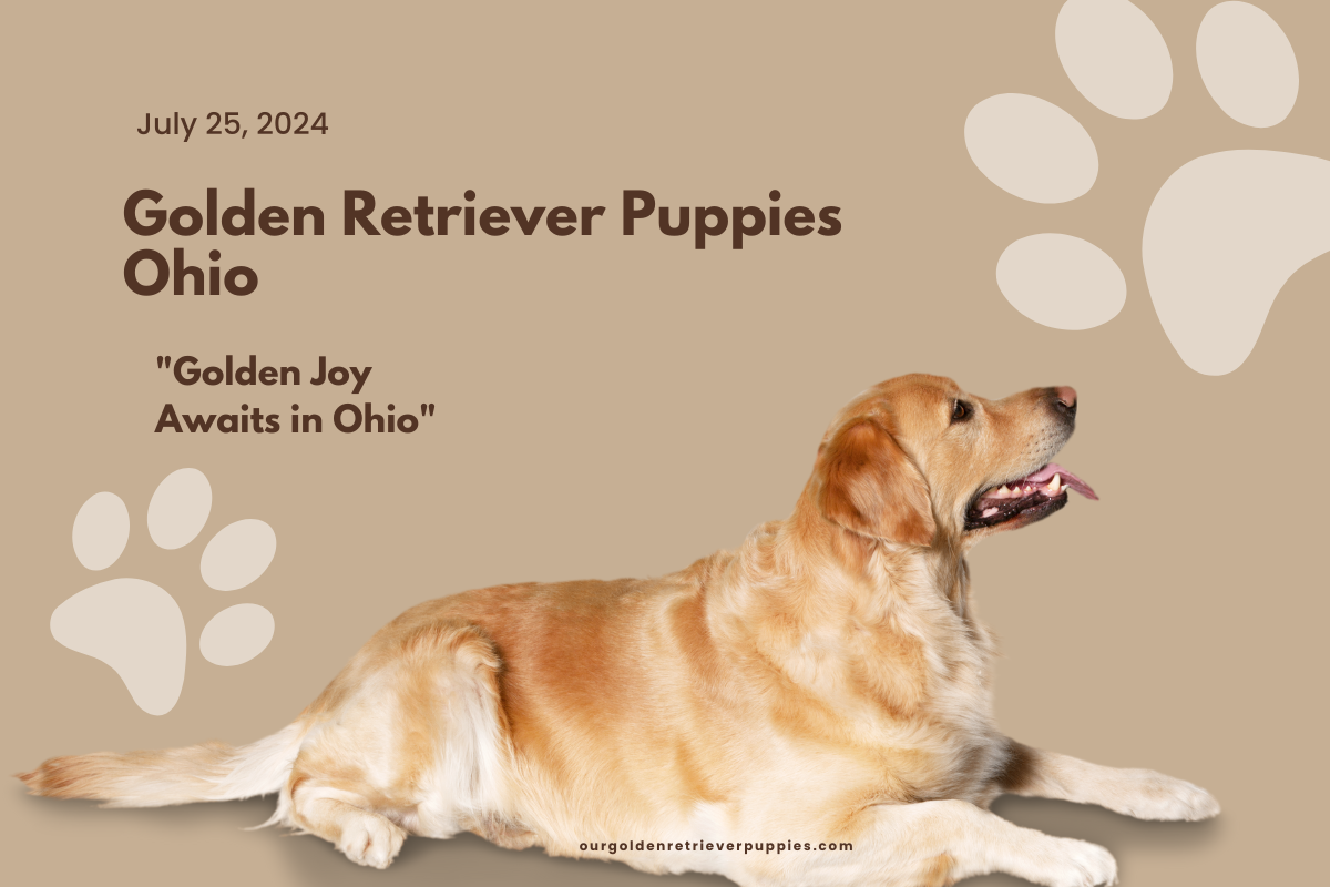 Golden Retriever Puppies Ohio
