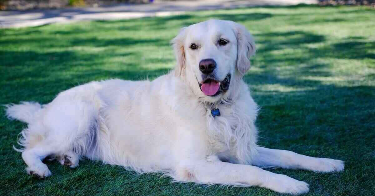 White Golden Retriever Puppies