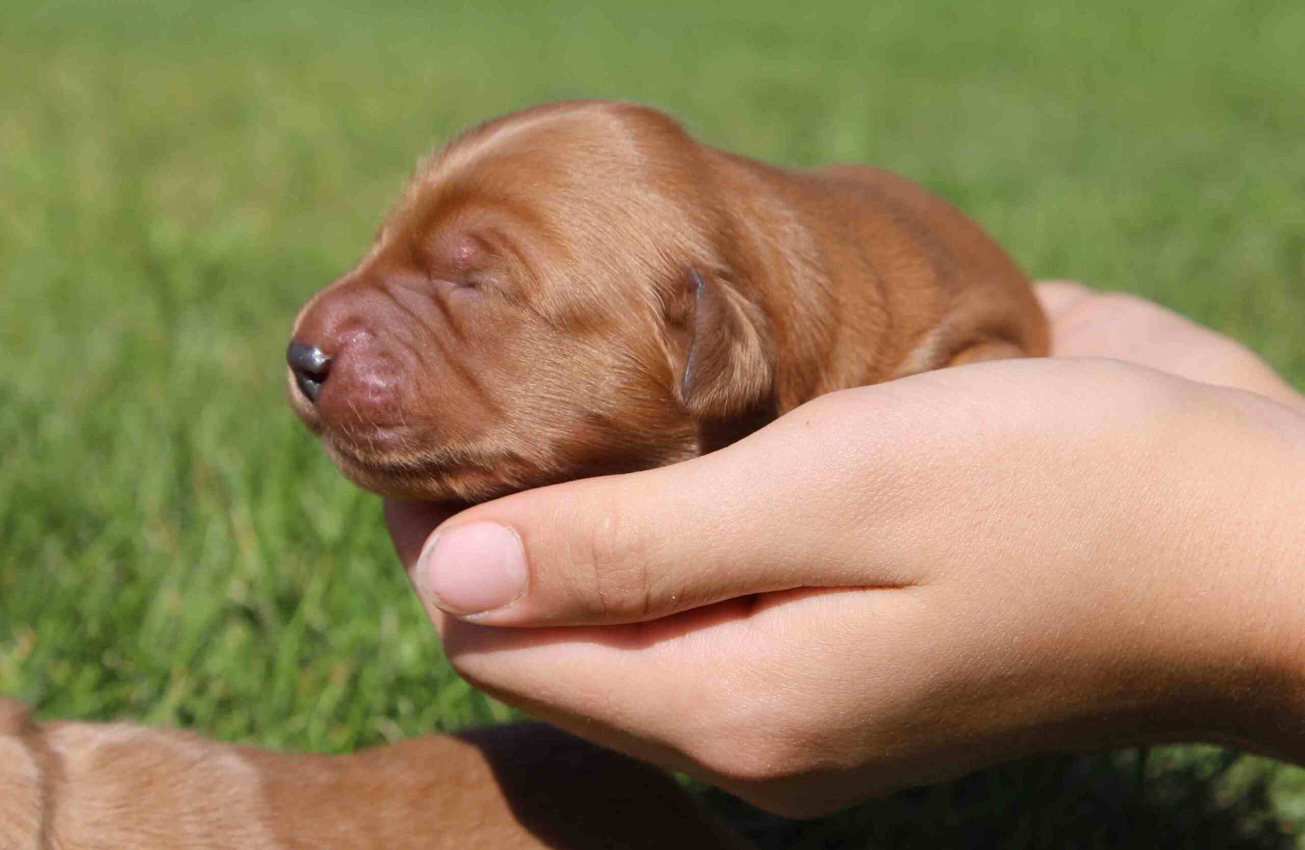 Red Golden Retriever Puppies