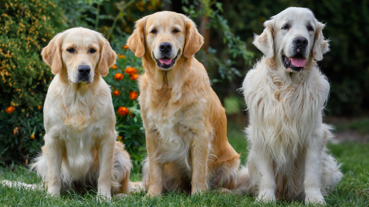 Golden Retriever Colors
