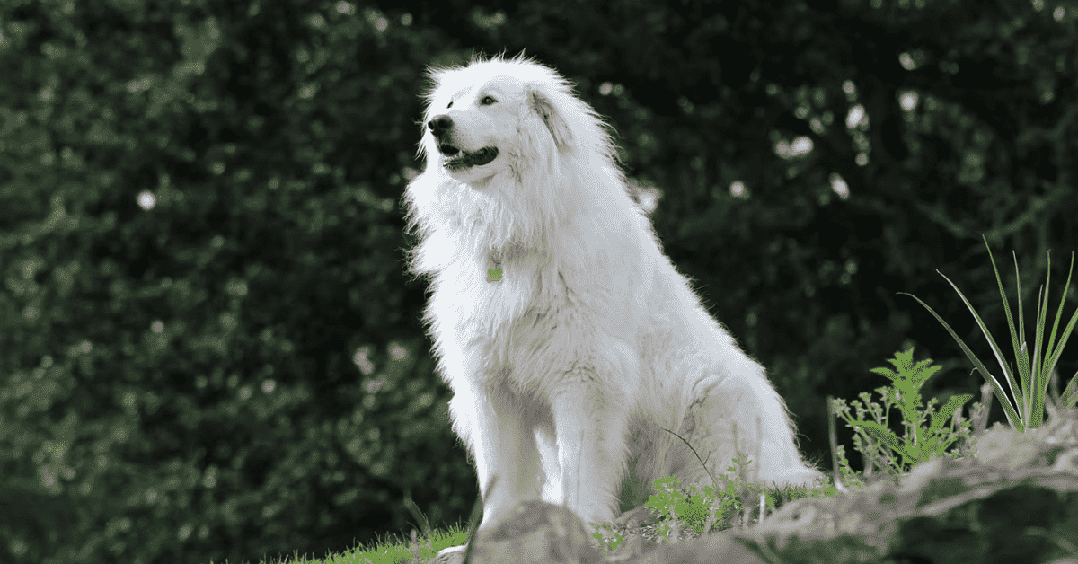 Golden Pyrenees: The Ultimate Guide to This Gentle Giant