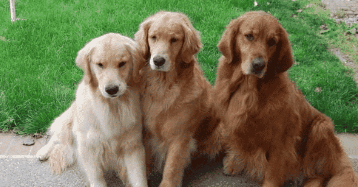 Golden Retriever Colors : (A Guide to Their Unique Shades)