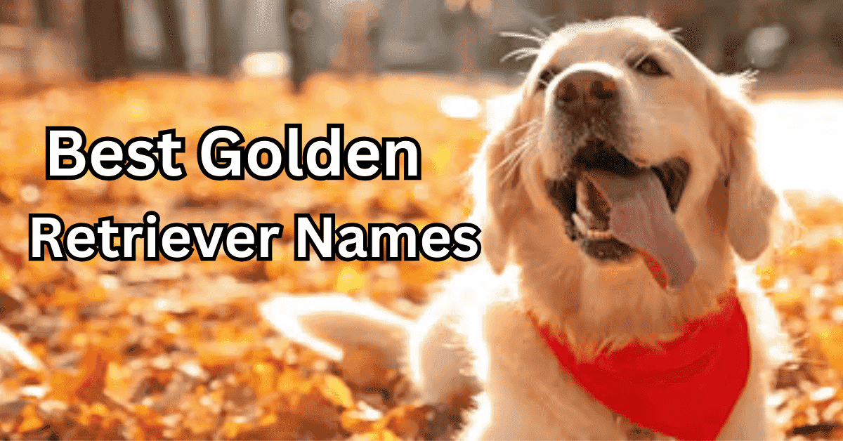 Golden Retriever Names: 350+ Ideas for Male and Female Dogs