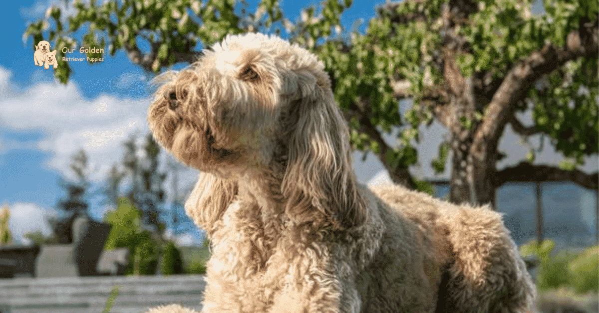 Goldendoodle