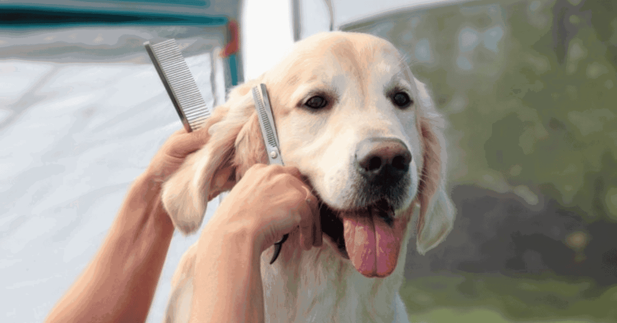 Golden Retriever Haircut