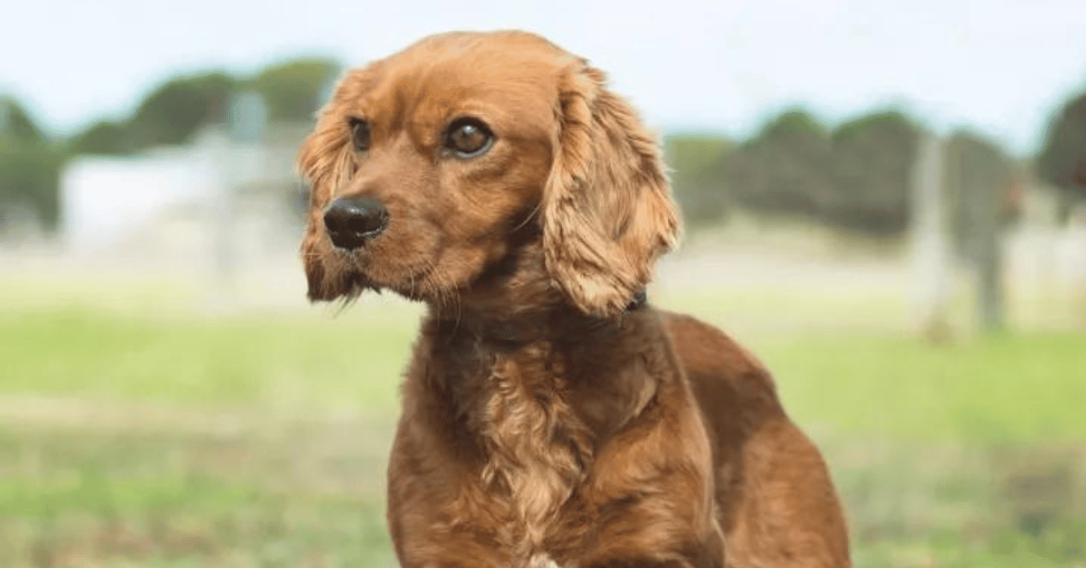 Golden Cavalier