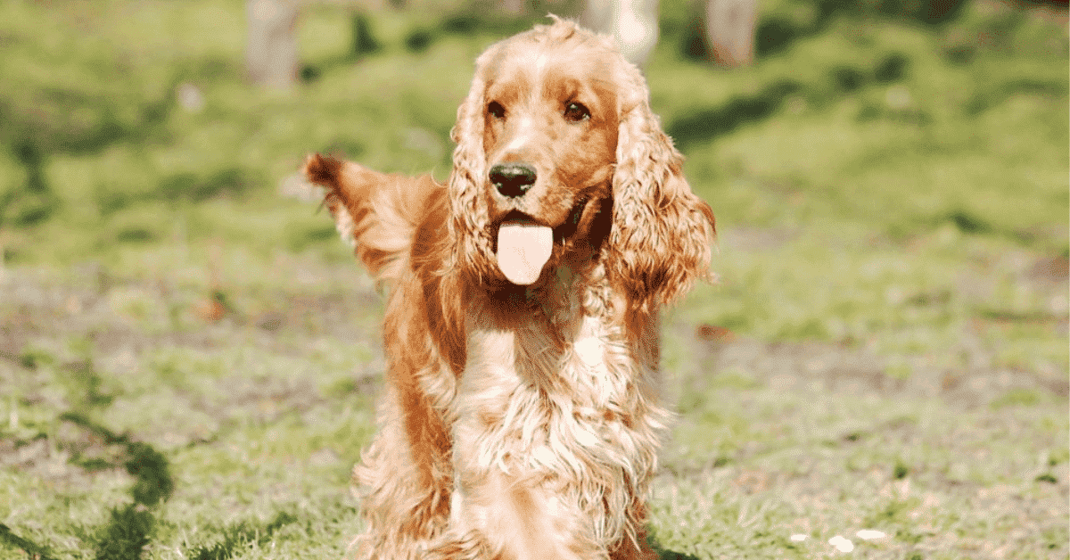 Golden Cocker Retriever