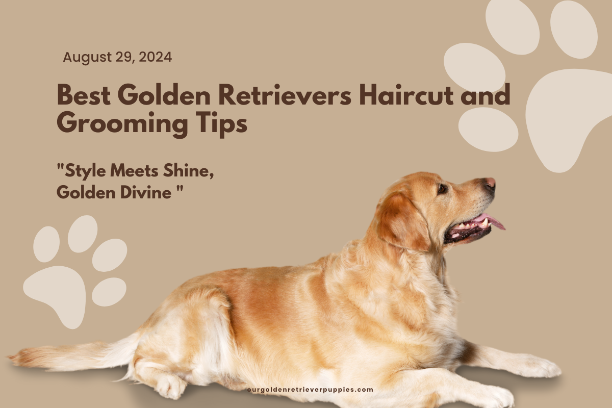 Golden Retrievers Haircut