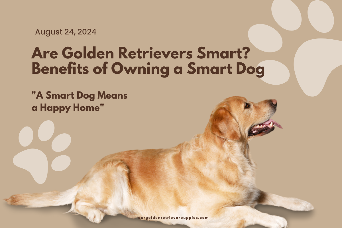Are Golden Retrievers Smart?