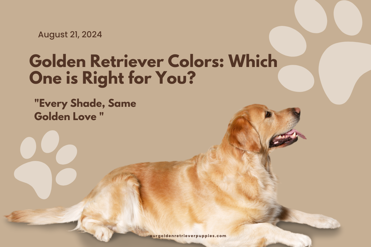 Golden Retriever Colors