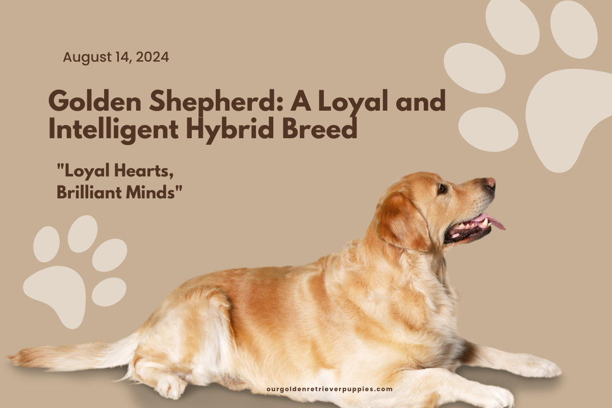 Golden Shepherd