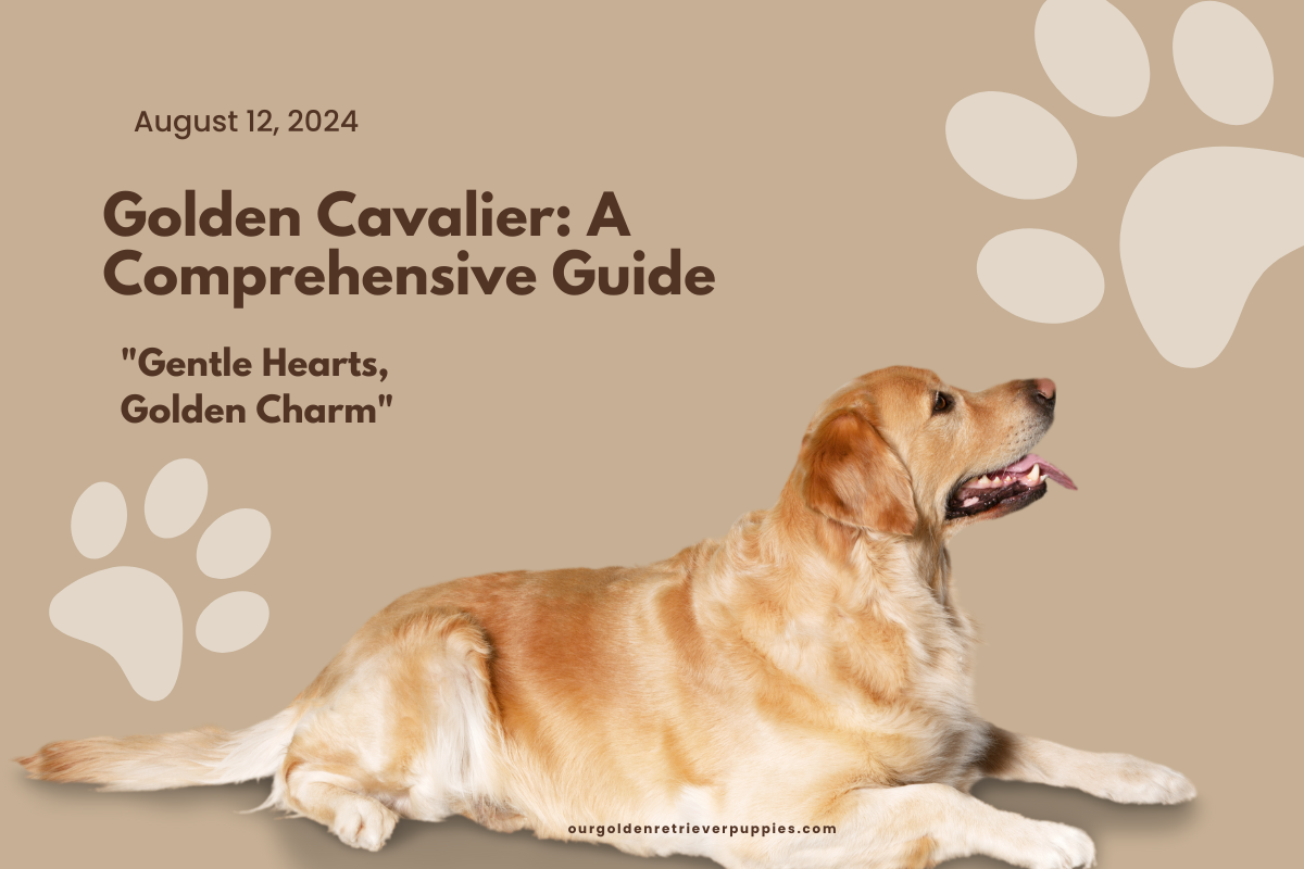 Golden Cavalier