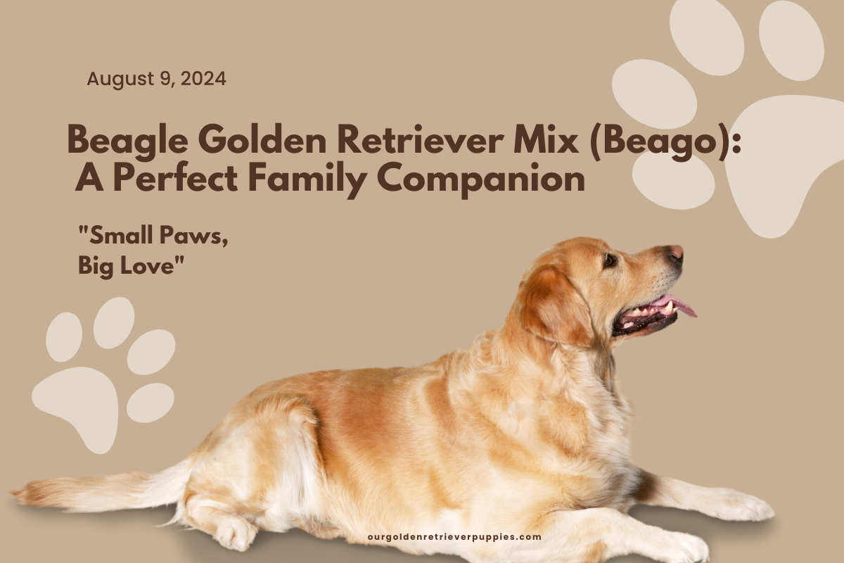 Beagle Golden Retriever Mix