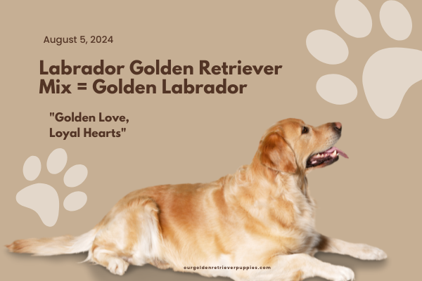 Labrador Golden Retriever Mix