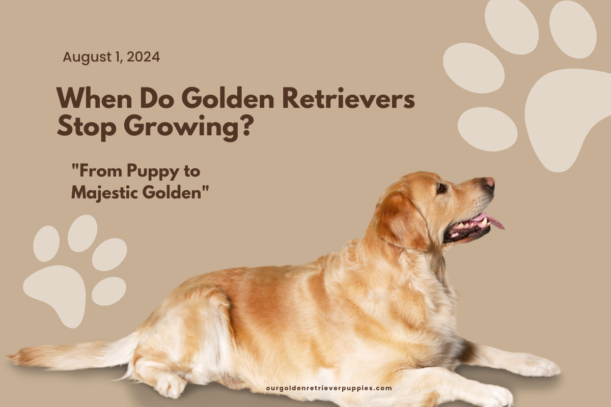 Golden Retrievers Stop Growing