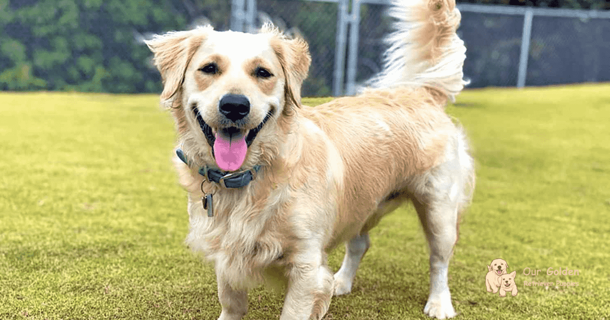 Corgi Golden Retriever Mix