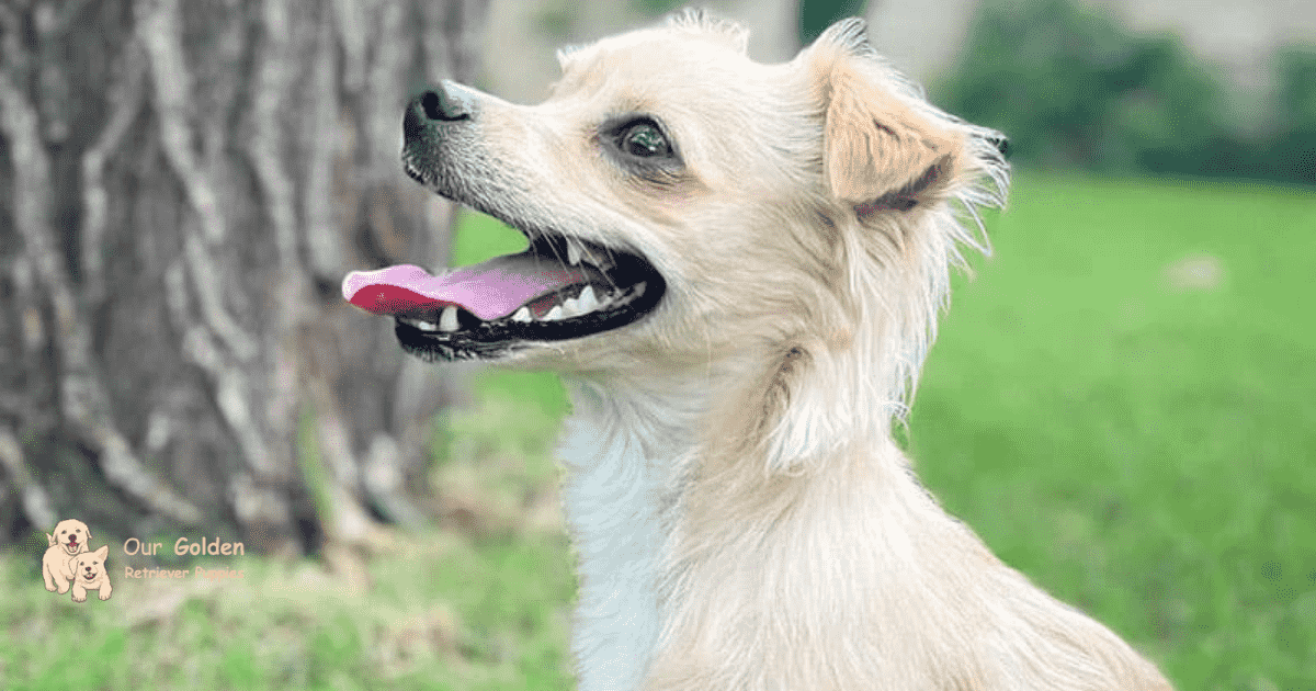 Golden Retriever Chihuahua Mix