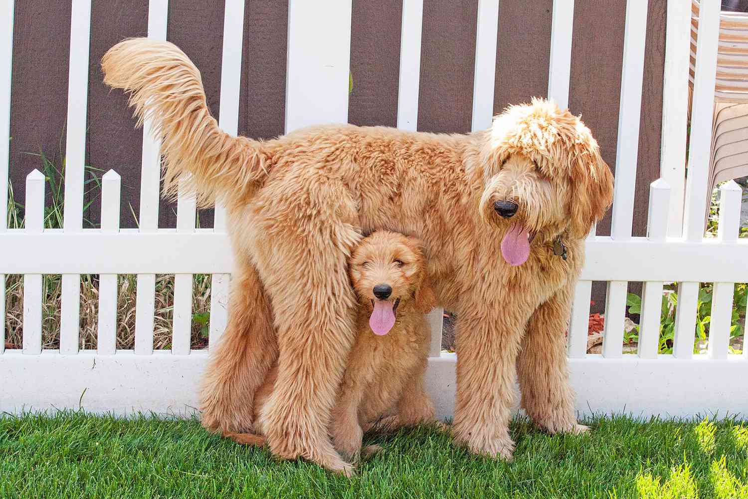 goldendoodle