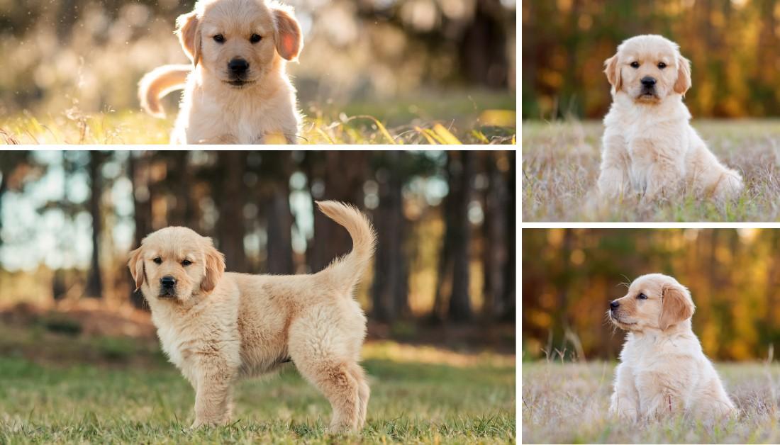 Finding the Best Golden Retriever Breeder in Colorado