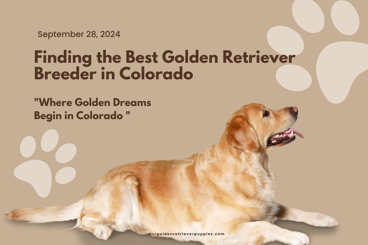 Golden Retriever Breeder in Colorado