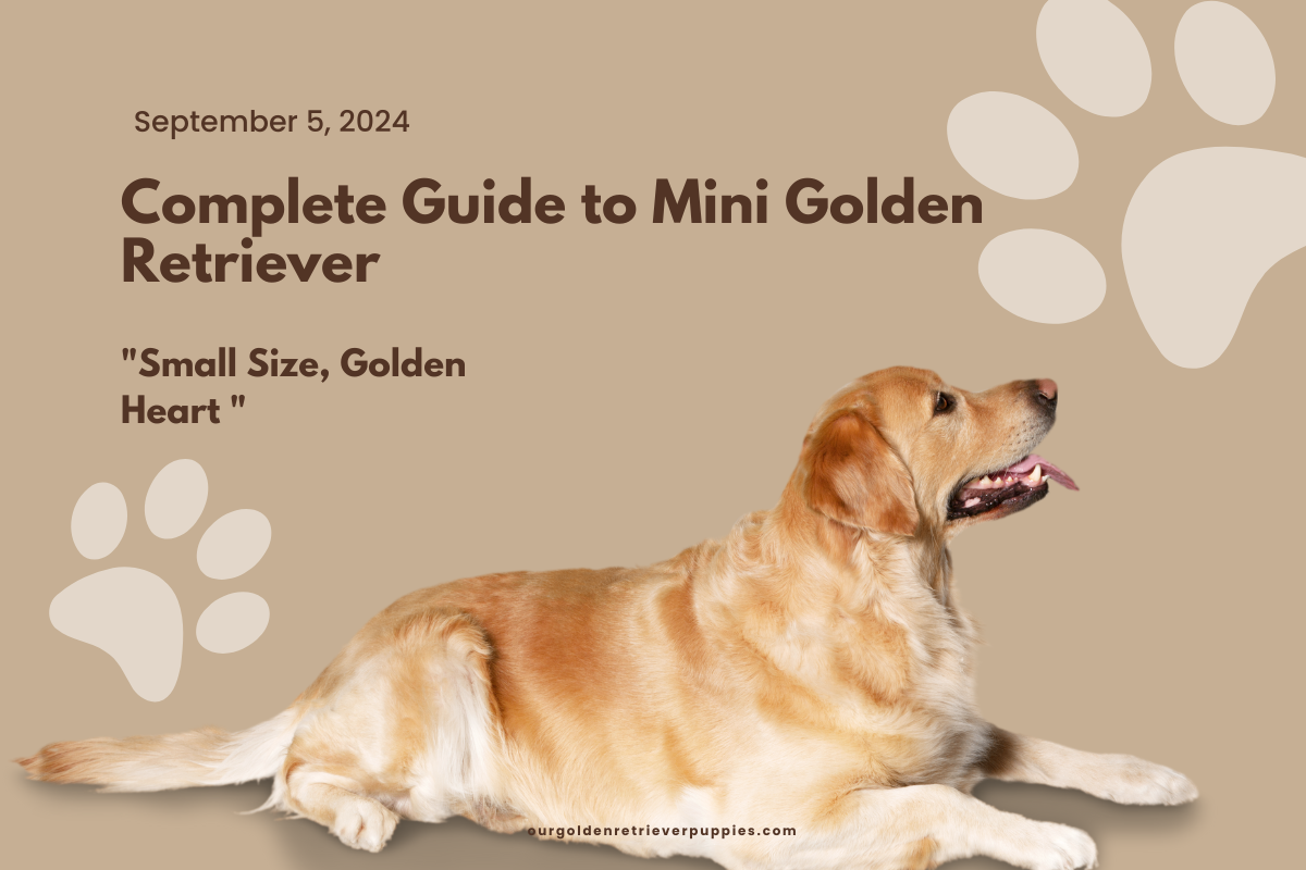 Mini Golden Retriever
