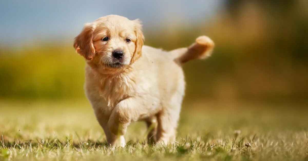 Complete Guide to Mini Golden Retriever