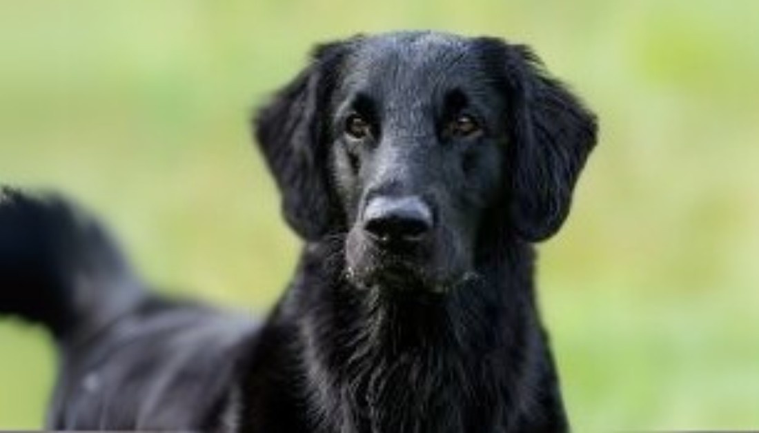 Flat Coat Retriever Puppies