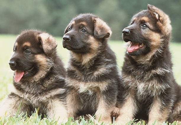 Male vs female German shepherds