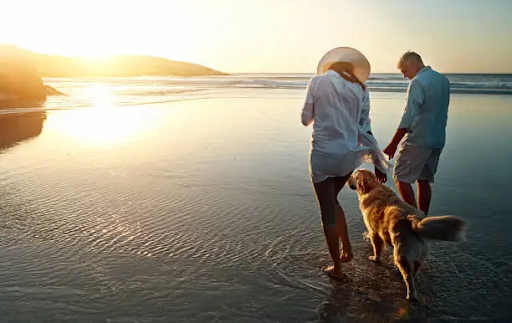 golden retriever summer care