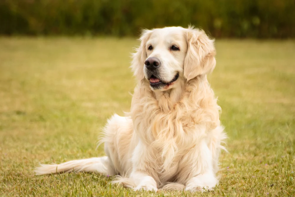 Best Dog Breeds for First Time Owners That Are Easy to Train