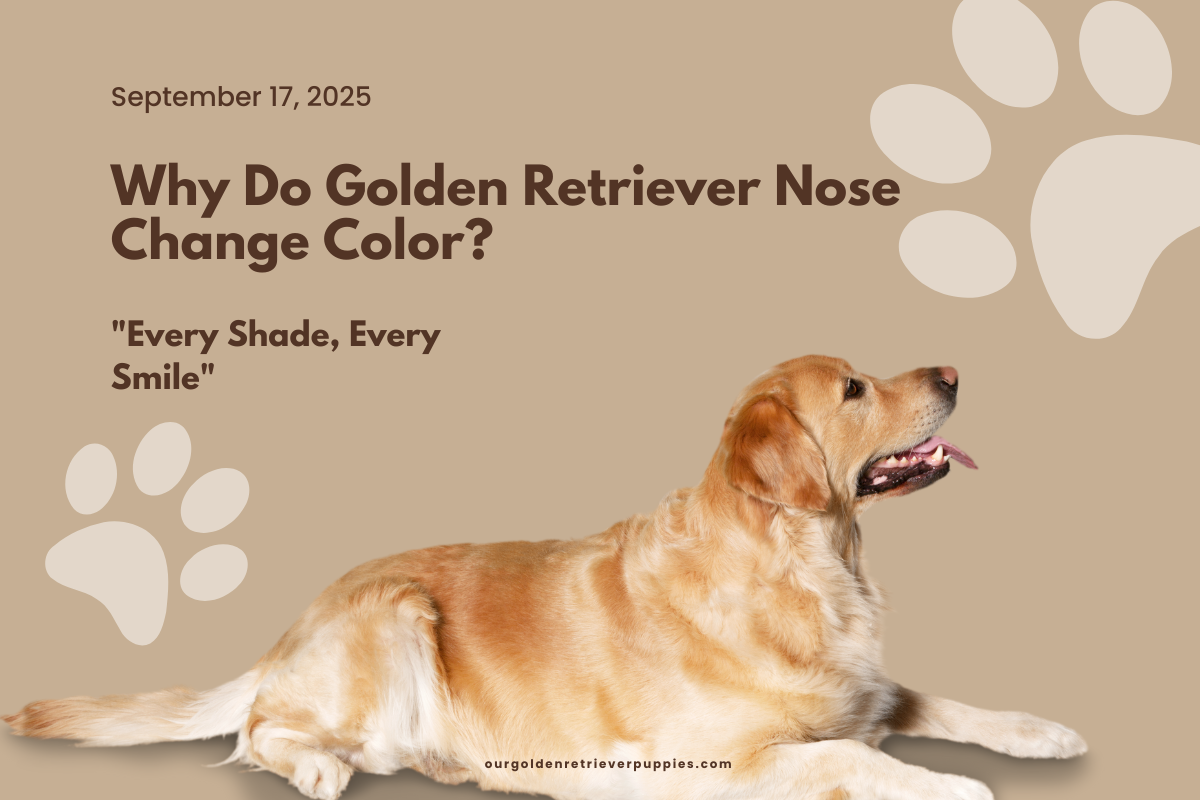 Golden Retriever nose color