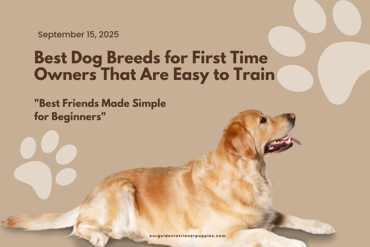 easiest dog breeds to train