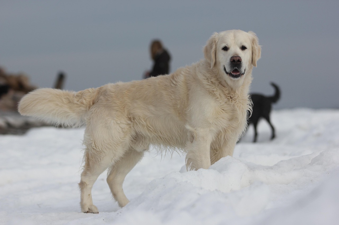 Golden Retriever nose color